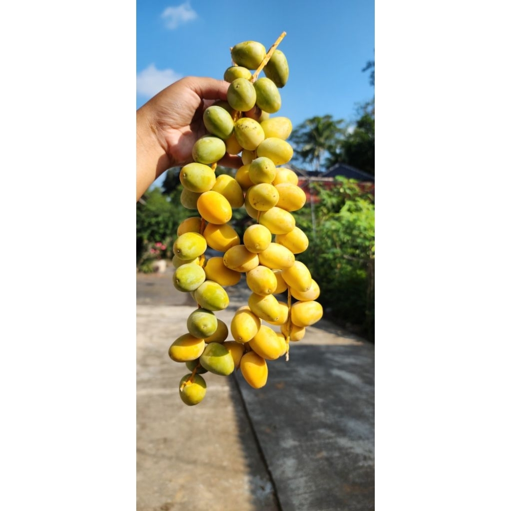 

KURMA MUDA PROMIL/KURMA MUDA BARHEE KUNING