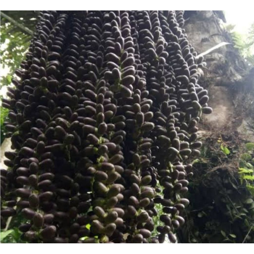 

Bungga pohon aren langgari segar 500 gram