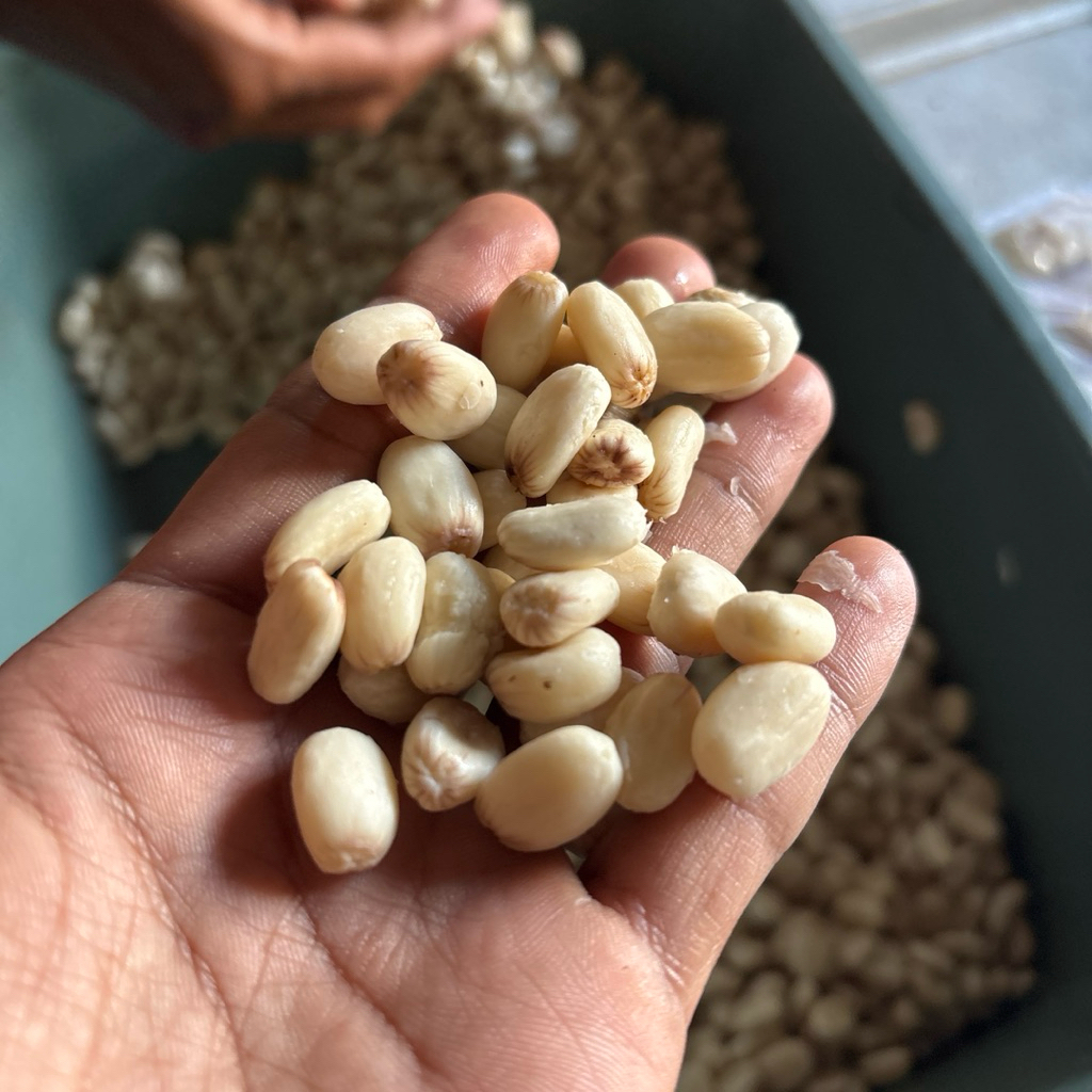 UMPAN PANCING BAWAL BIJI JARAK FERMENTASI UMPAN BIJI JARAK SIAP PAKAI GACOR GALATAMA MASTERAN HARIAN