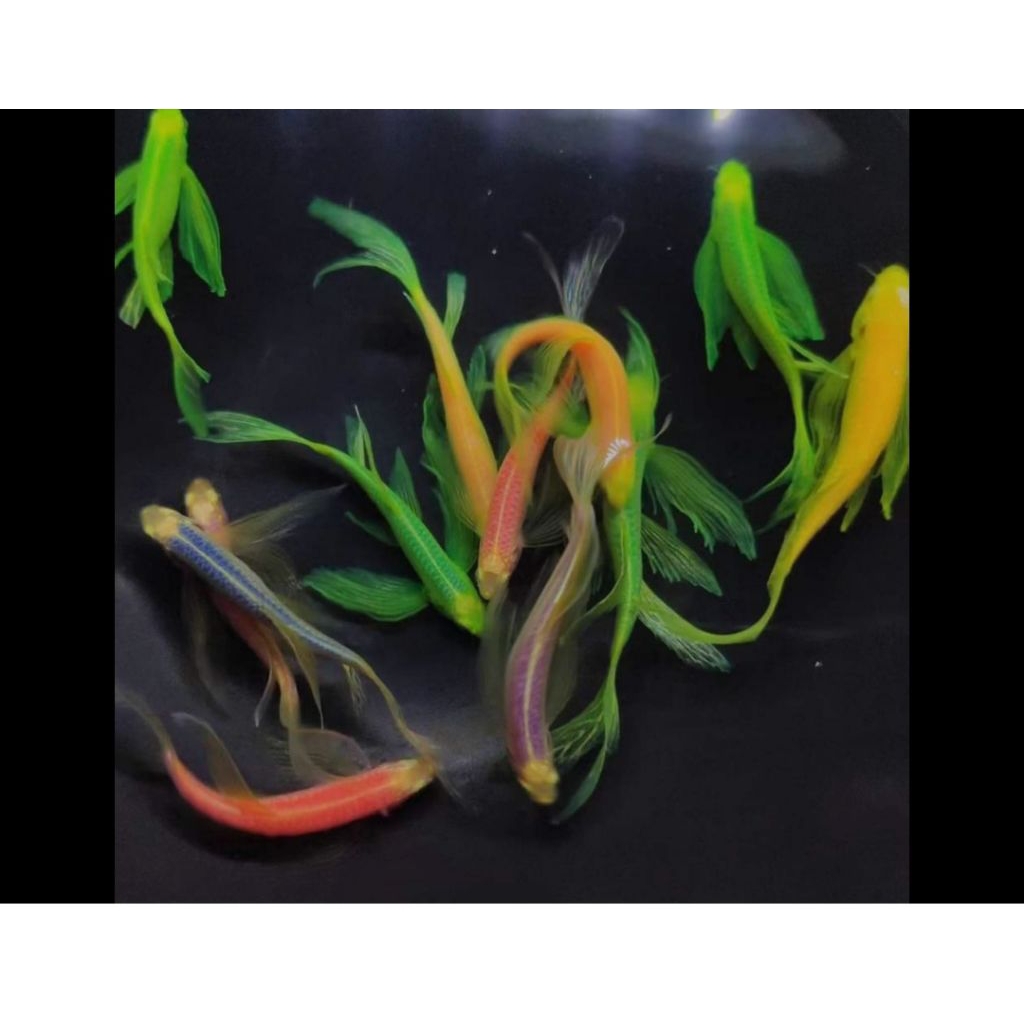 danio slayer 20 ekor ikan hias akuarium