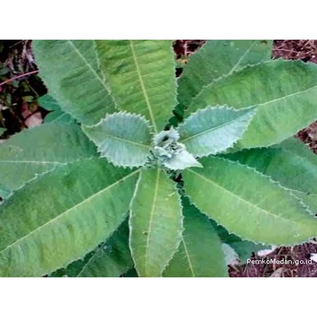 

daun sembung obat herbal per 200 gram