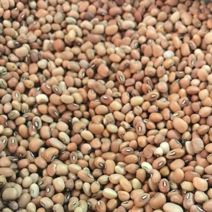 

KACANG DADAP REPACK 250 GR, 500 GR, 1 KG