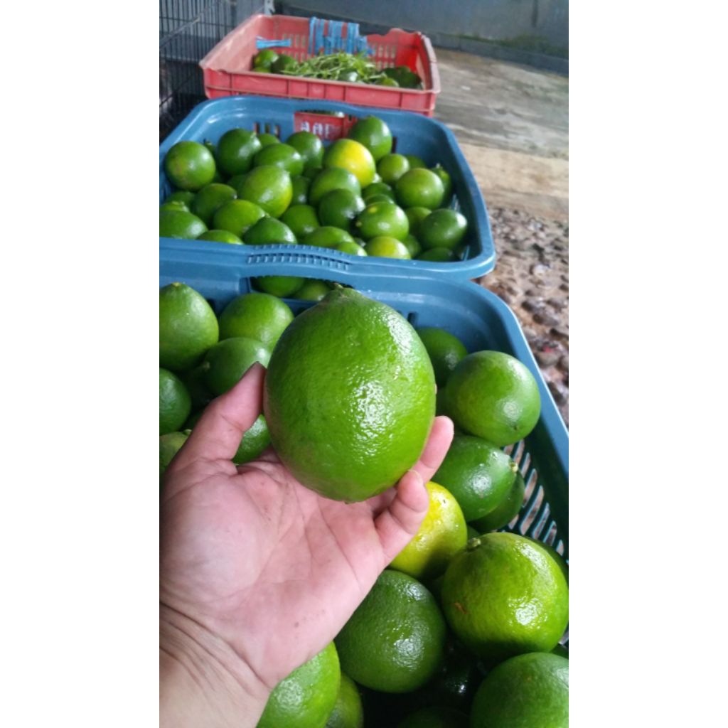 

Fresh Lemon Jeruk - Buah Jeruk / Jeruk Lemon California & Lemon Import 1kg Harga Termurah Bandung