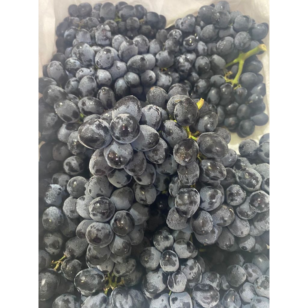 

ANGGUR HITAM. ANGGUR GARING MANIS SEEDLESS. AUTUMN BLACK GRAPE