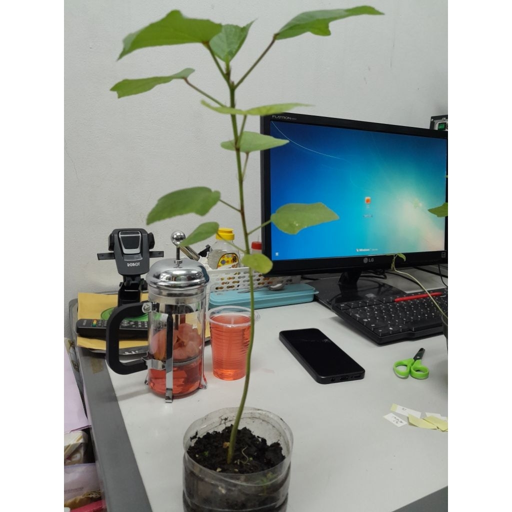 Bibit rosella merah bunga rosella