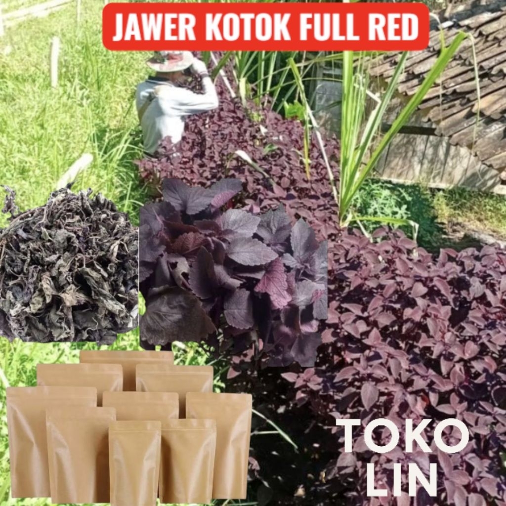 

Teh Jawer Kotok Kering-Daun Iler Organik Hemat 200 Grm Sudah Izin PIRT