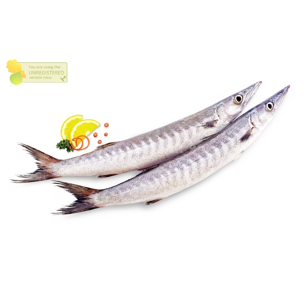

Ikan Alu Alu Ikan Barakuda / Barracuda Segar Utuh 1Kg