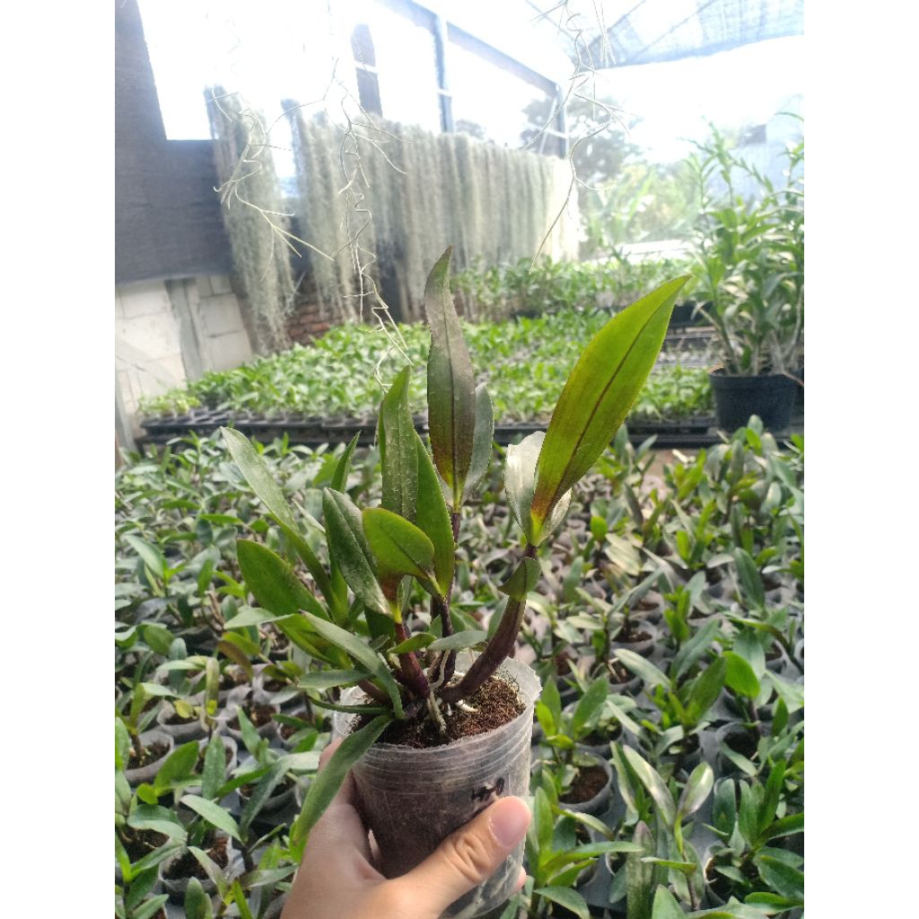 Dendrobium Silangan Rajajowas