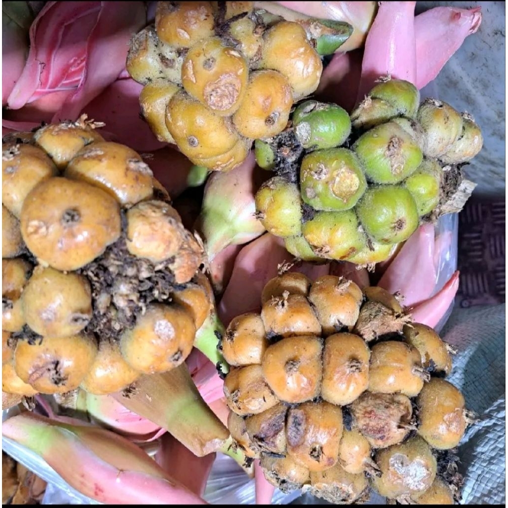 

Asam Cikala Buah Rias di Surabaya 500 gram