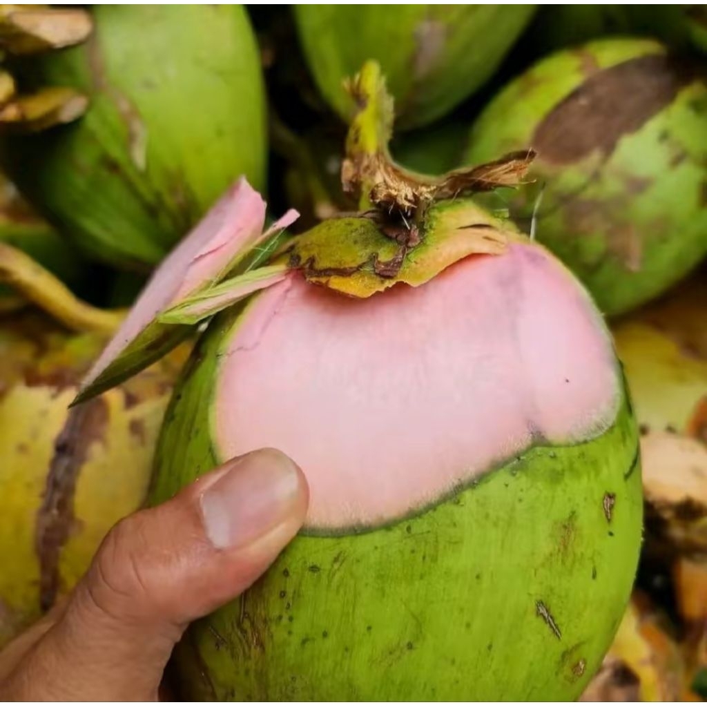 

Buah Kelapa Merah muda segar / kelapa cm / kelapa Wulung / kelapa kokop merah