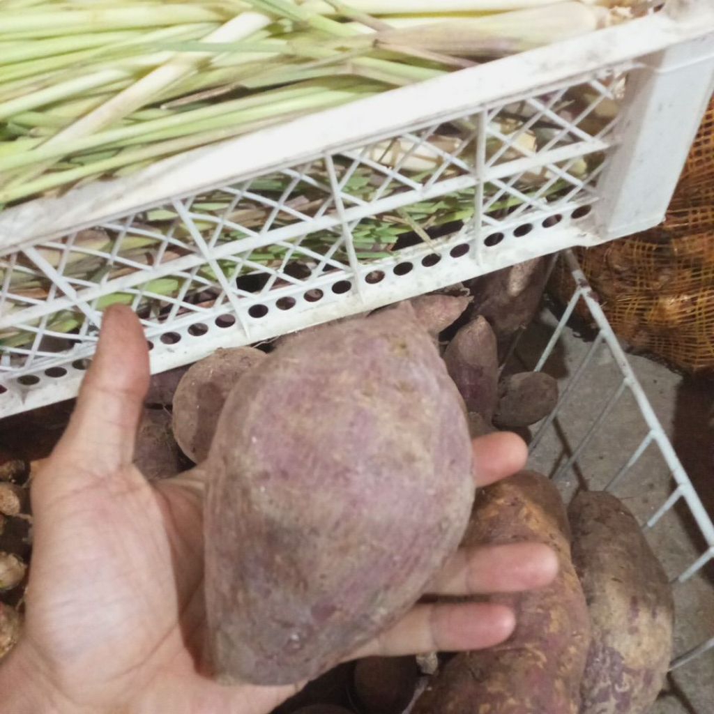 

ubi ungu sampai dalam 1kg super besar