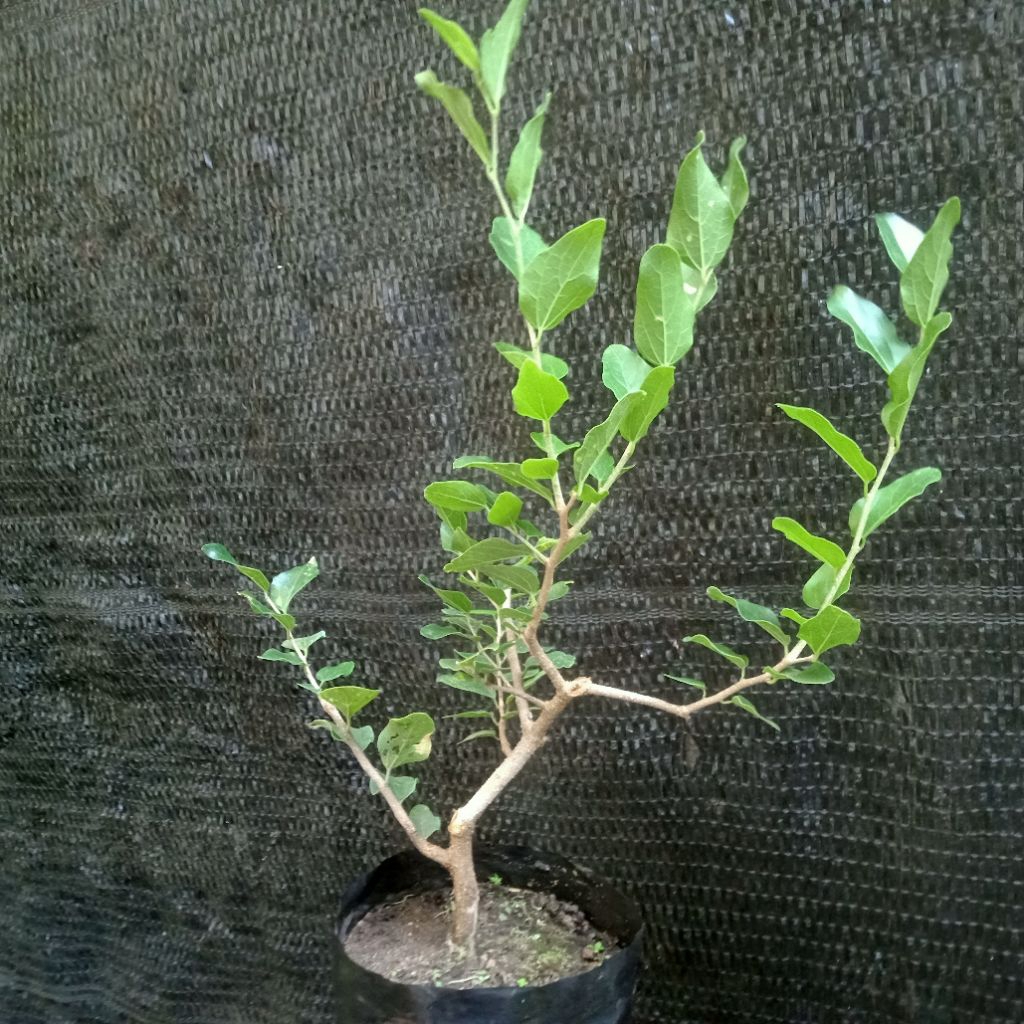 Phusu Batu (Celtis sinensis)