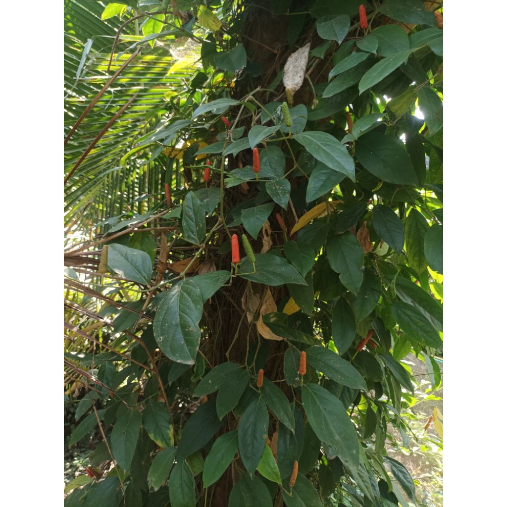 

Cabe jawa/Cabe Jamu kering