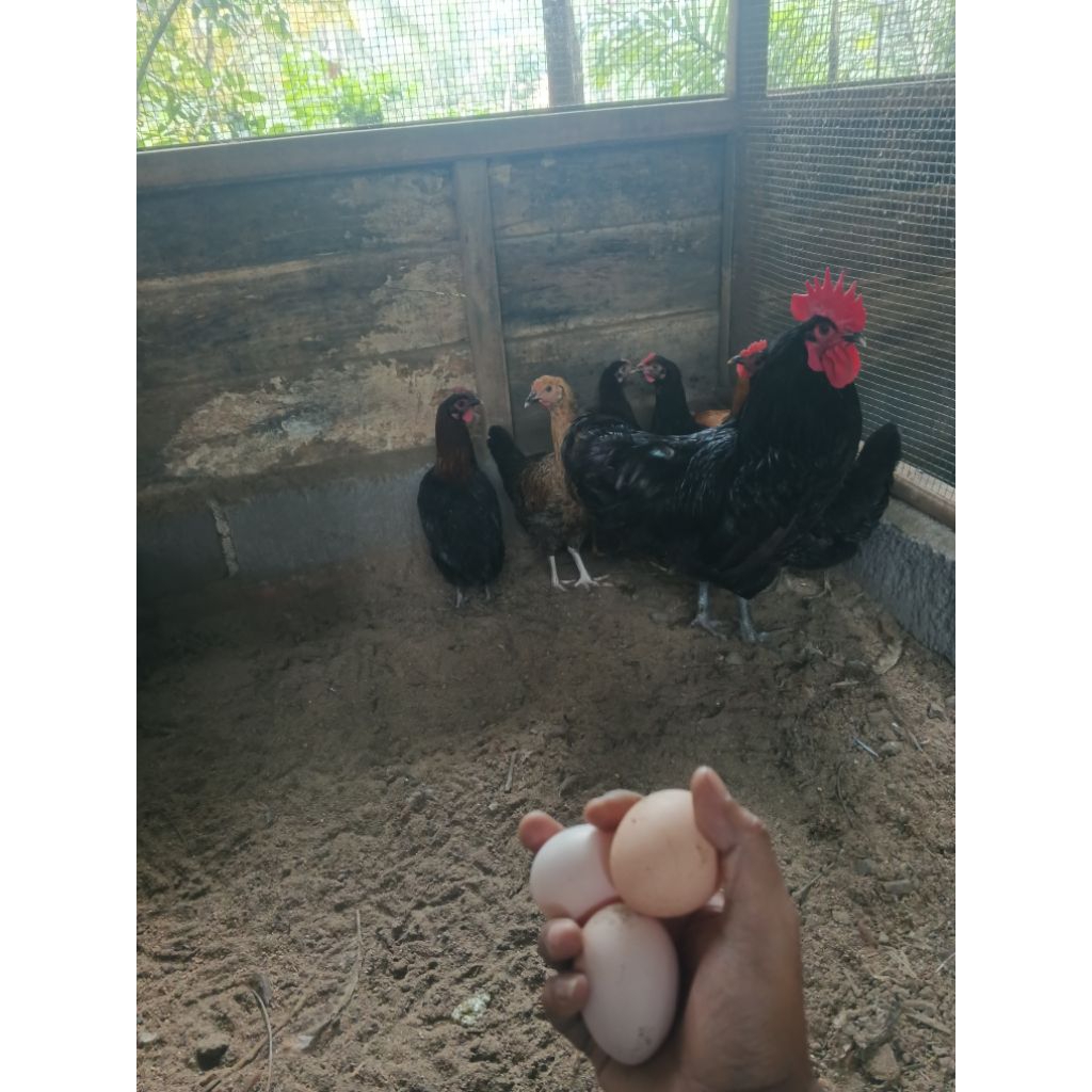 Telur Fertil ayam kampung petelur,Ras mix untuk ditetaskan