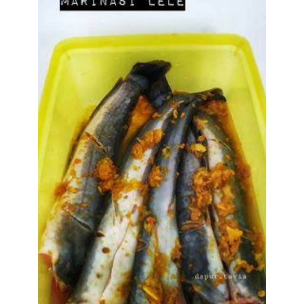 

lele marinasi segar fresh lele siap goreng