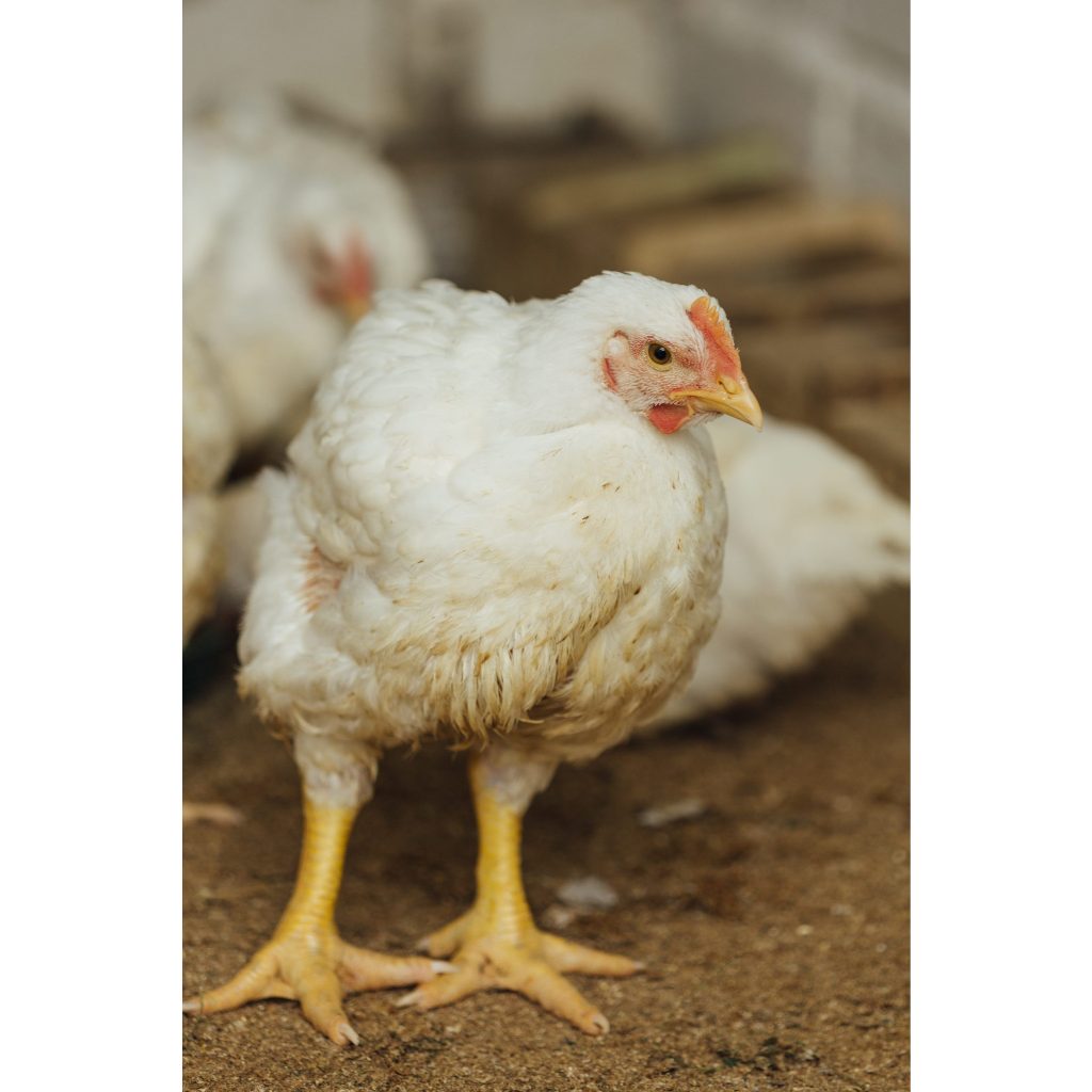 

Ayam Boiler Fresh (HIDUP) - Daging Kilat