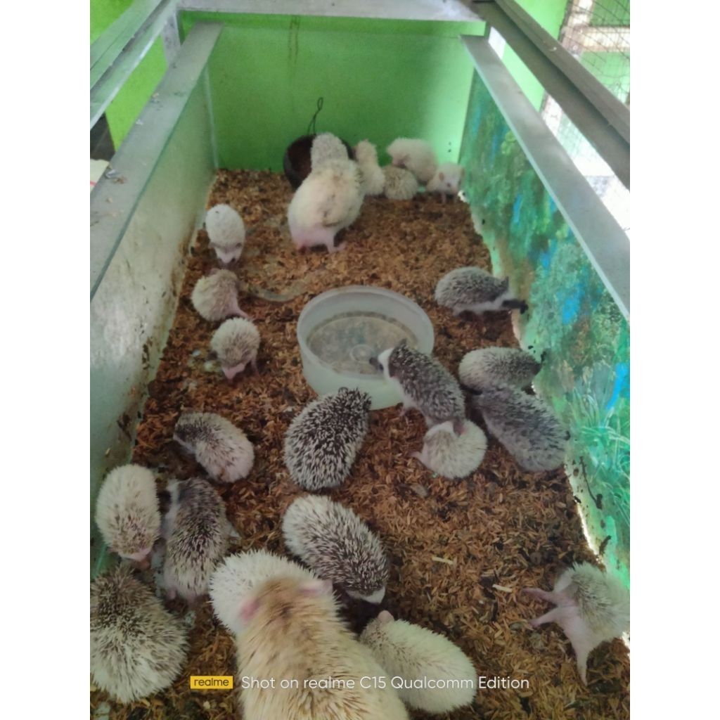 landak mini hewan peliharaan (kirim instant dan sameday)