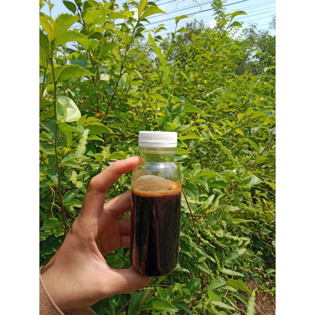 

madu lebah asli manis