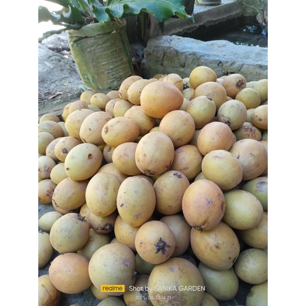 

BUAH SAWO MANIS PER 1KG