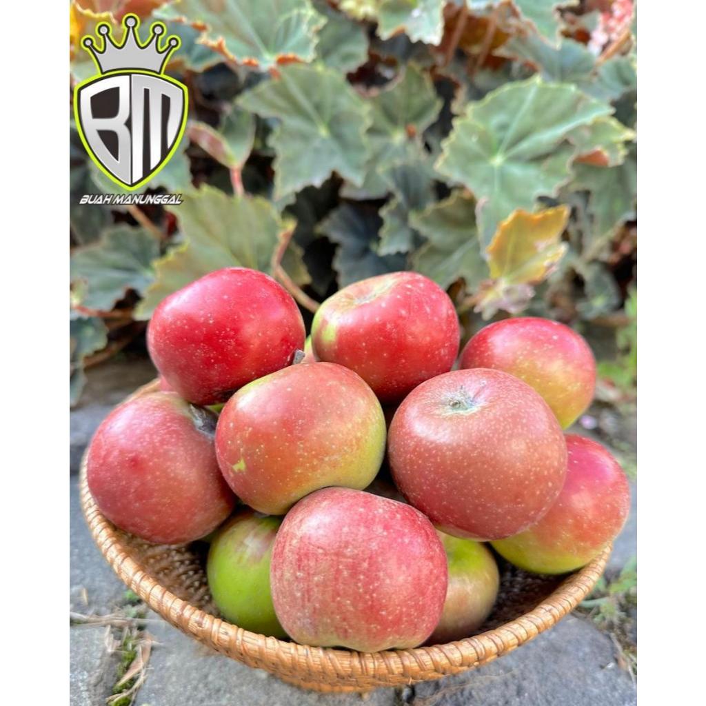 

Apel Malang Rome Beauty 19-22 1kg /Apel Malang /Apel Batu/ Apel oleh-oleh khas Malang/ Apel fresh
