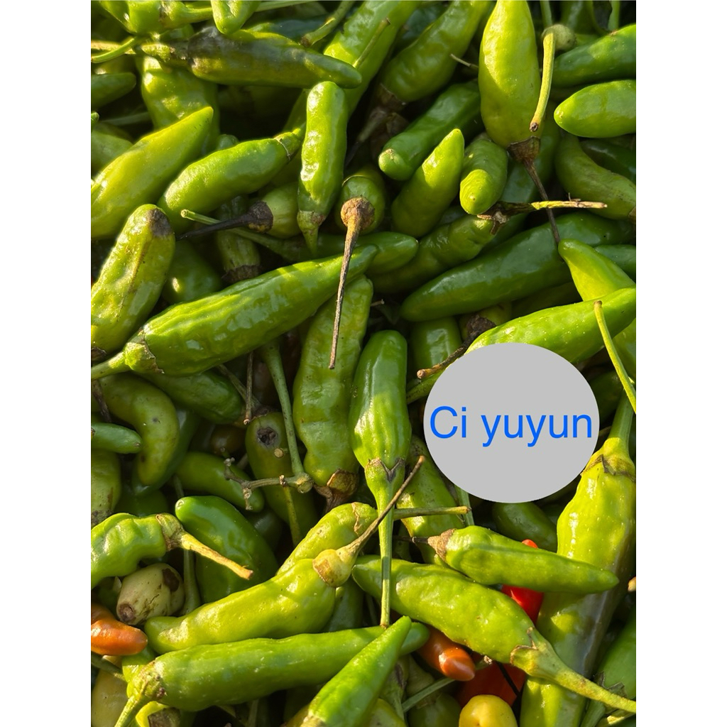 

Cabe jengki, cabe pedas, cabe palembang, cabe dusun