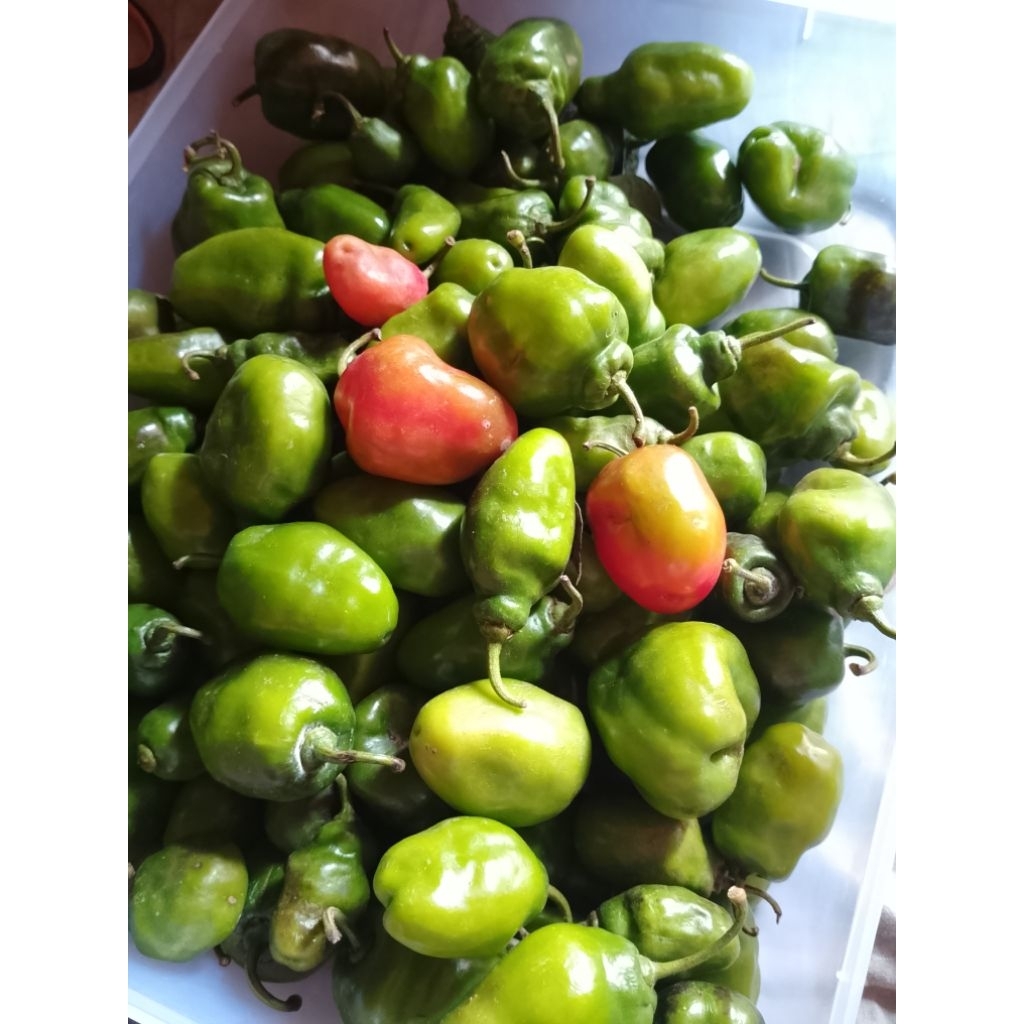 

Cabe Gendot VIRAL 750 gr langsung petik dari kebun