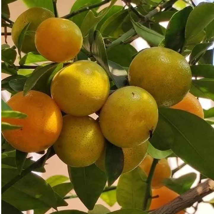 

buah jeruk manis ( 500gr dan 1000 gram) buah di jamin segar, manis dan juice