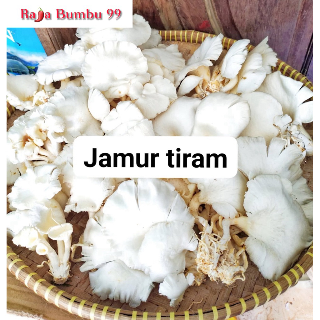 

JAMUR TIRAM 250 gr