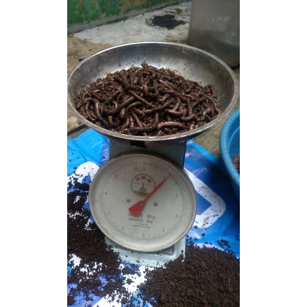 cacing kalung kebo 250 gram