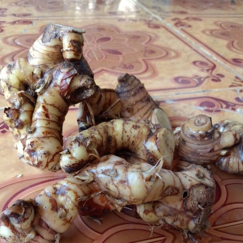 

Lengkuas/Laos cuci 1kg