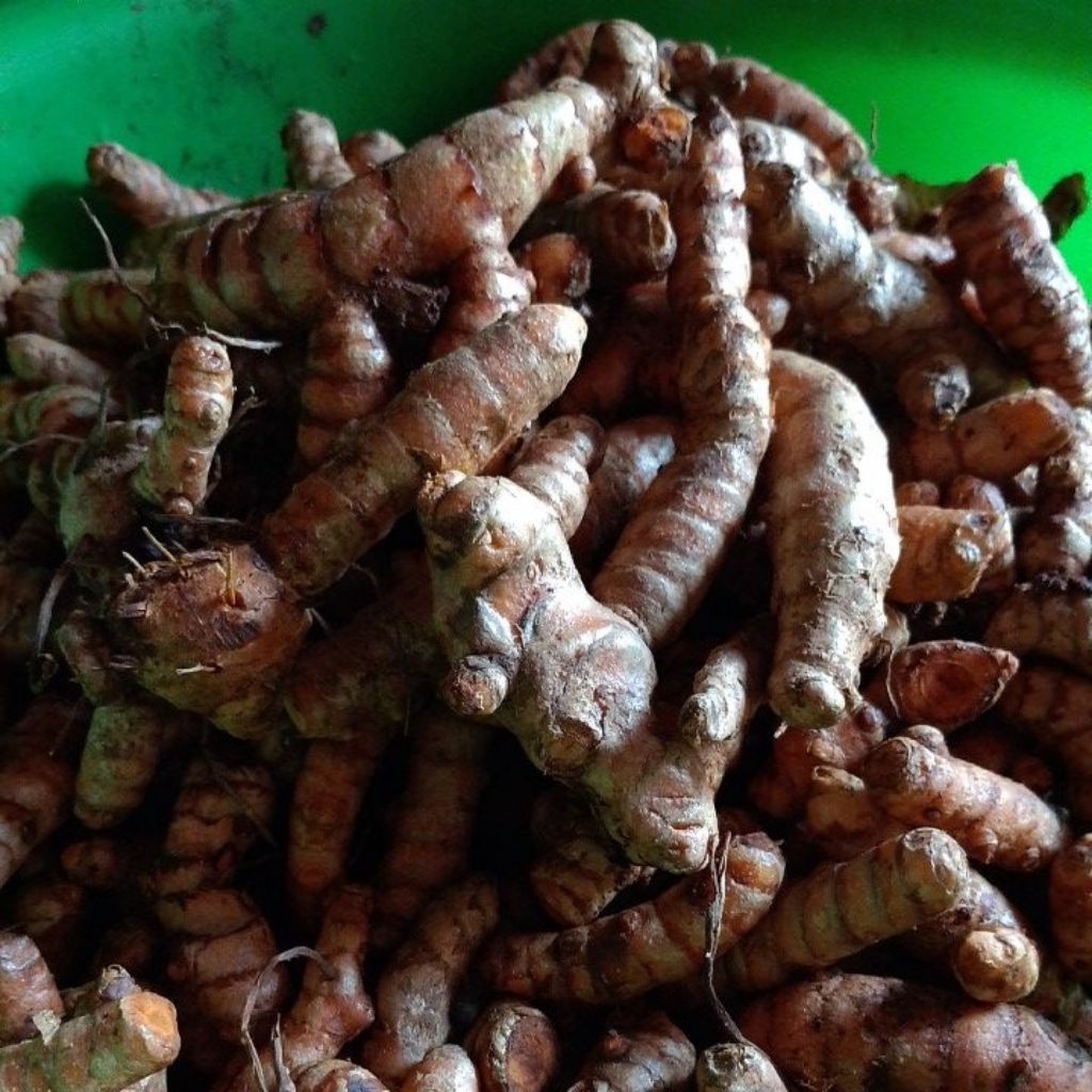 

kunyit/kunir segar herbal 1kg