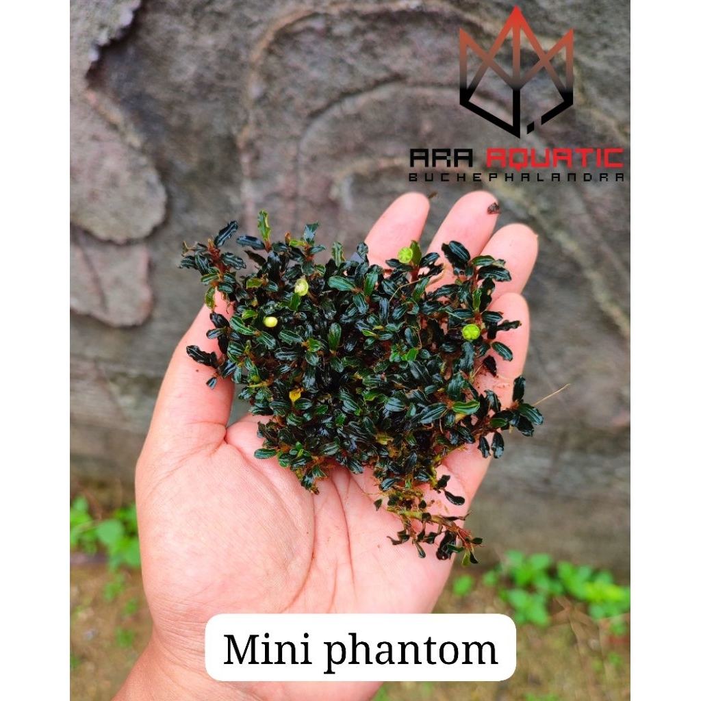 bucephalandra mini phantom