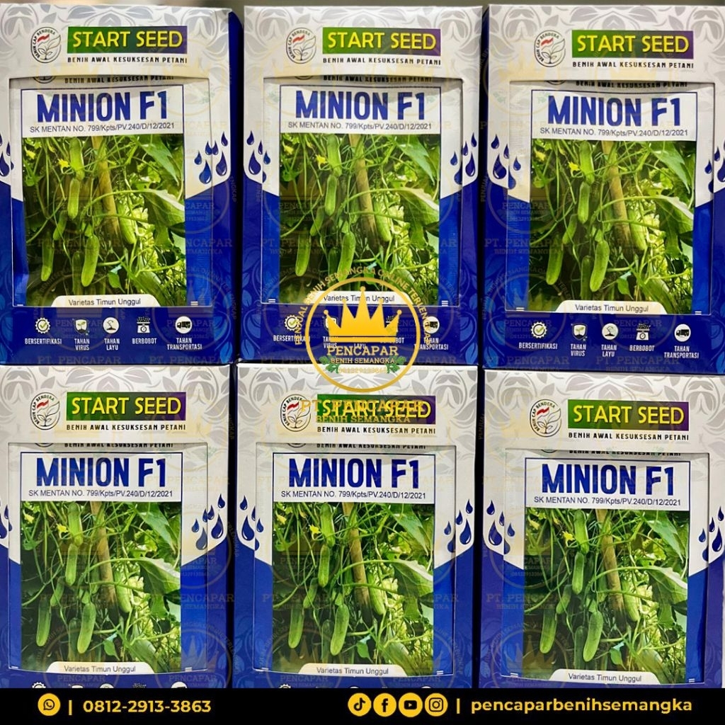 benih timun MINION FI