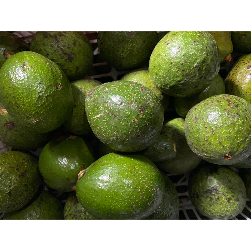 

alpukat mentega freess 1 kilo