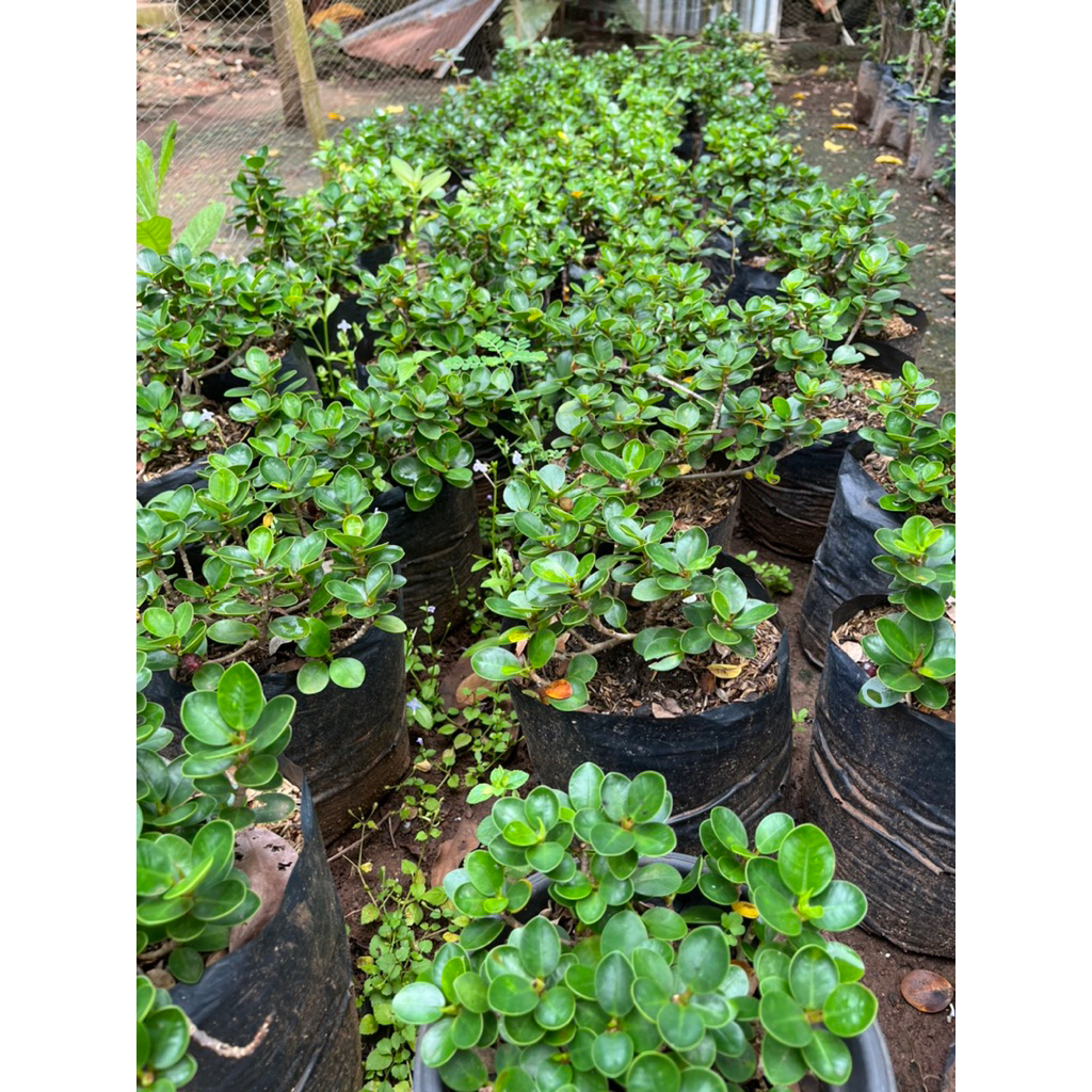 Bonsai Dolar micro ukuran besar murah