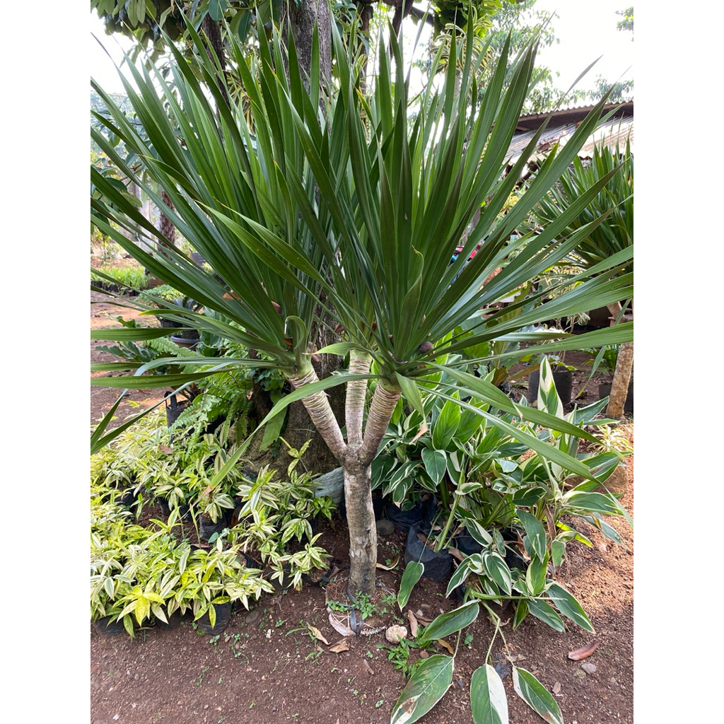 tanaman hias pandan bali cabang 3 / tanaman indoor outdoor/pandan Bali