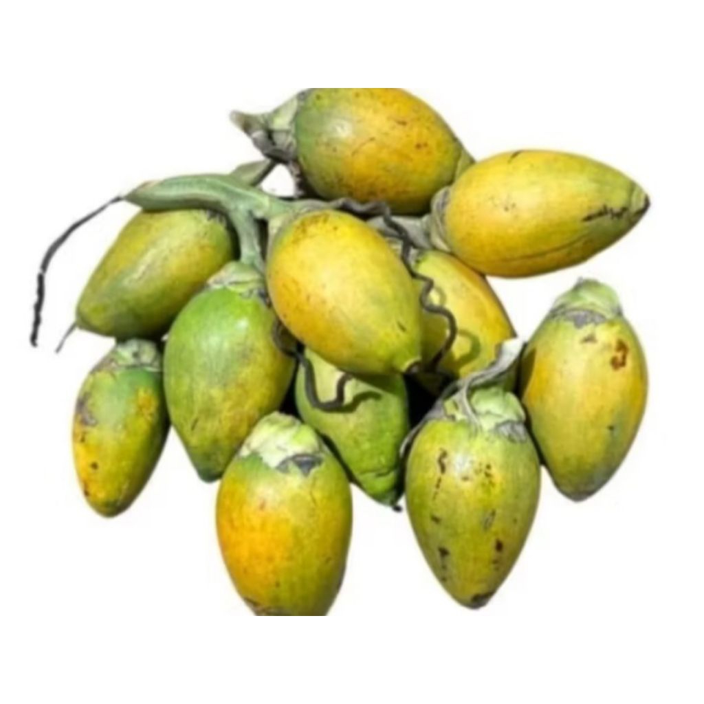

BUAH PINANG TUA SEGAR FRESS,/1KG