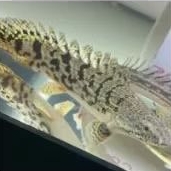 Palmas Polypterus Delhezi Good Marking Good Quality Tankmate Hiasan Aquarium