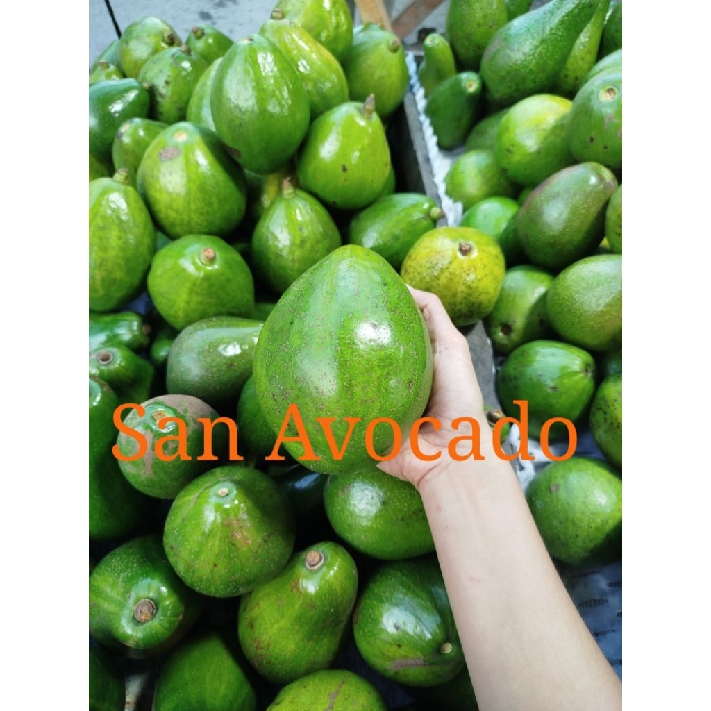 Alpukat Miki (Mentega madu)