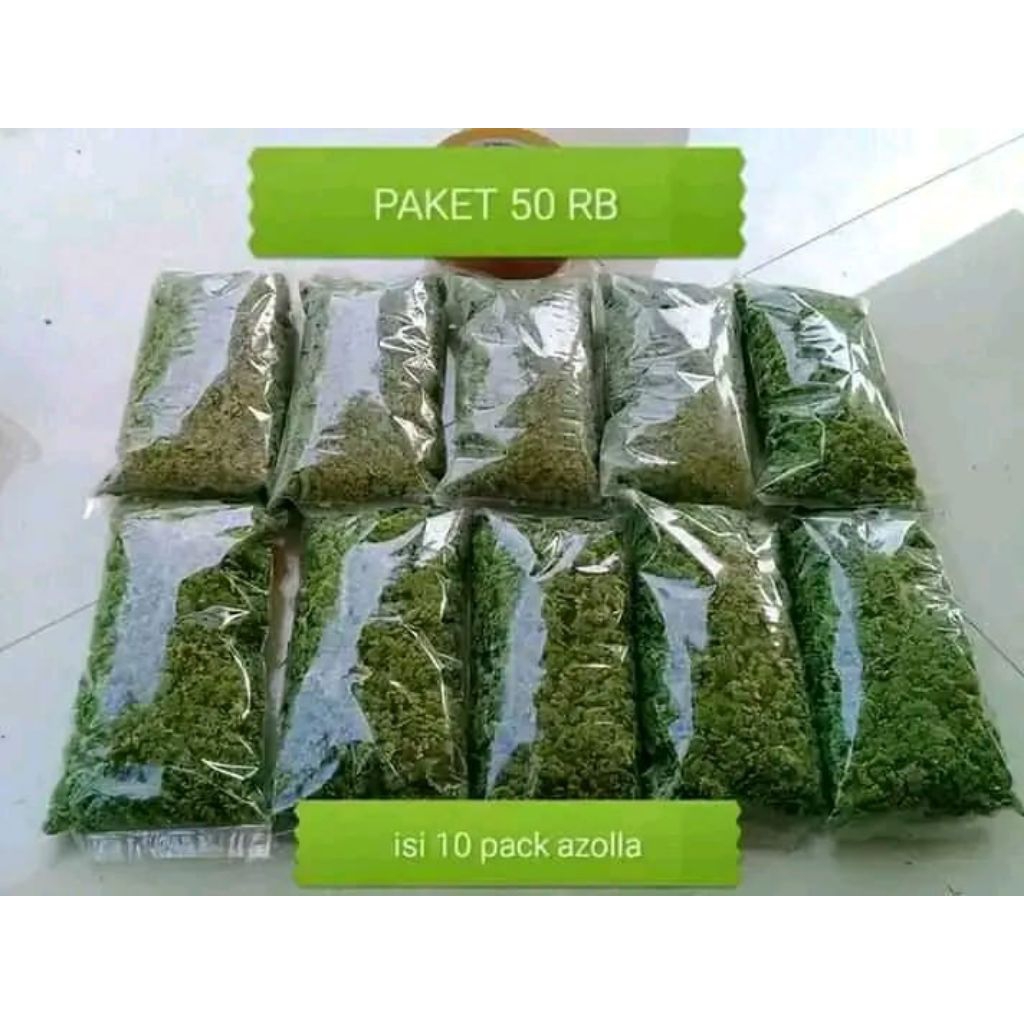 Bibit azola 6  pack + vitamin azola