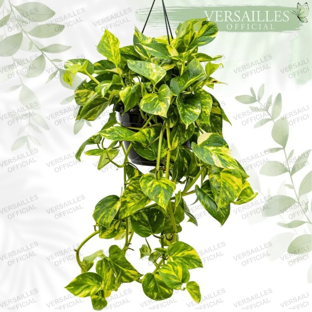 Sirih Tanaman Hias Bunga Rumah Gading Taman Dokor Rumah Pohon Duit Rejeki Keneruntungan Indoor / Out