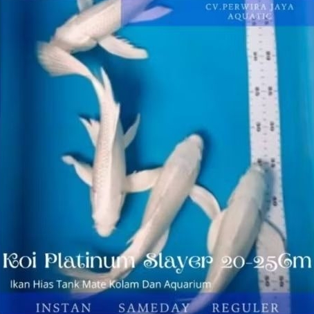 Koi Platinum Slayer Butterfly Size 20-25Cm Good Quality Hiasan Aquarium Dan Kolam