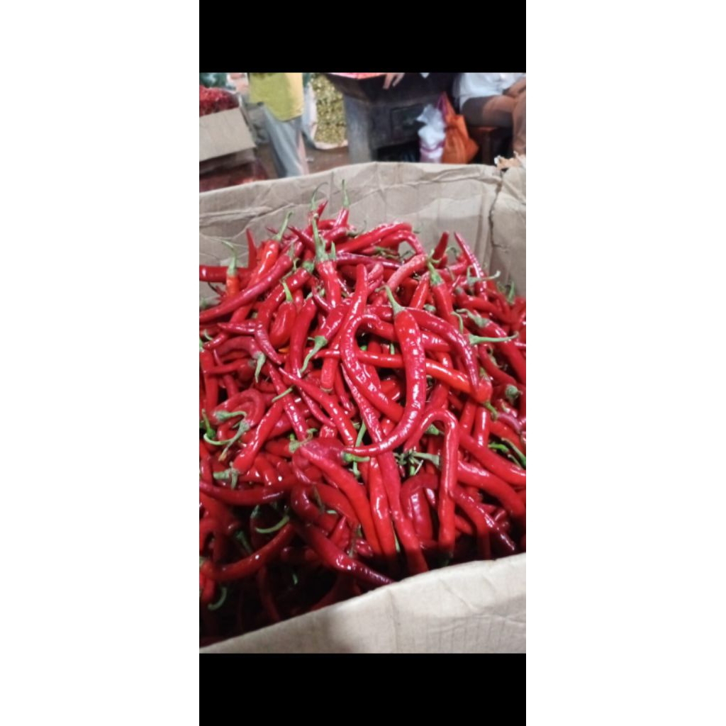 

cabe merah super persatu kilogram//1000g//ori//super mantap