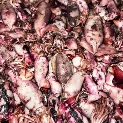 

Cumi Asin Mentah 1kg