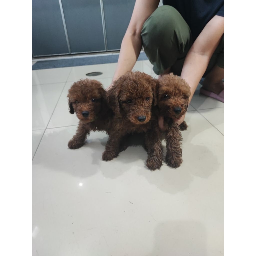 toy red poodle