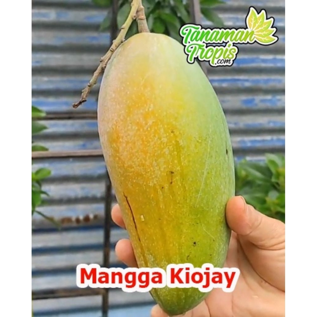 

MANGGA KIOJAY (PERBUAH) manis manis segar