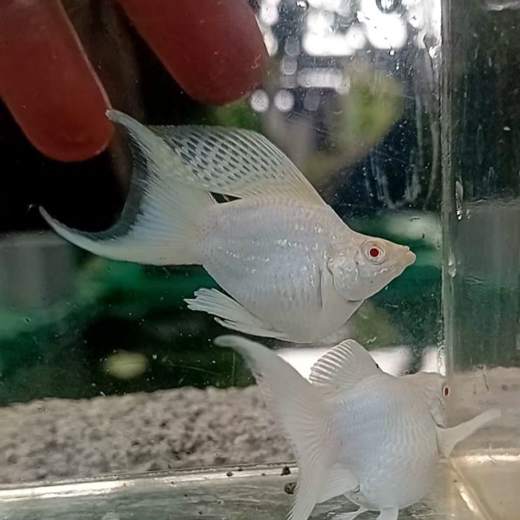 Molly Platinum Mata Merah Lyretail/Cawang