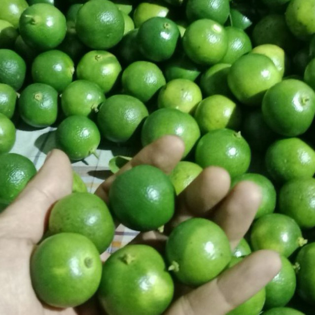 

5kg Jeruk sonkit/Jeruk Kasturi/Jeruk kunci/lemon cui