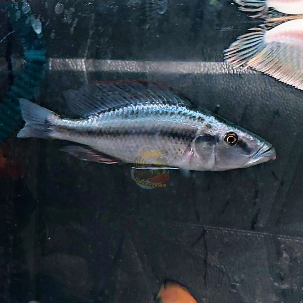 chiclid jendral jumbo sesuai foto sehat aktif