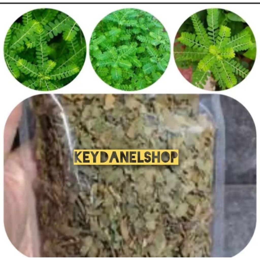 

Daun meniran kering murni daun 50 gram